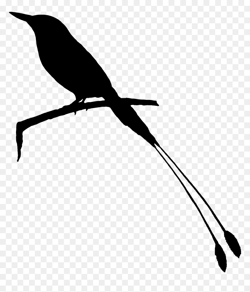 Beak Clip Art Fauna Feather Silhouette - Raven, HD Png Download - feather silhouette png