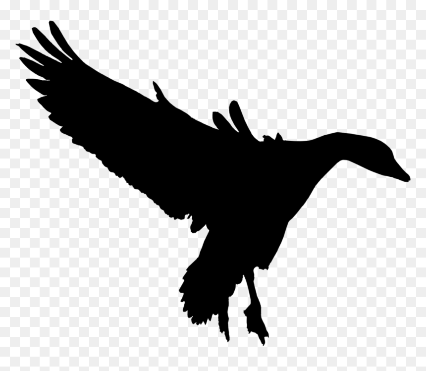 Duck Goose Fauna Feather Silhouette - Bird Of Prey, HD Png Download - feather silhouette png