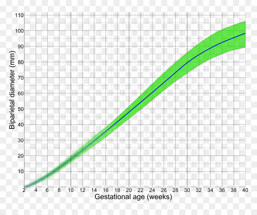 Biparietal Diameter By Gestational Age - Istanbul Doner Kebab, HD Png Download - fetus png