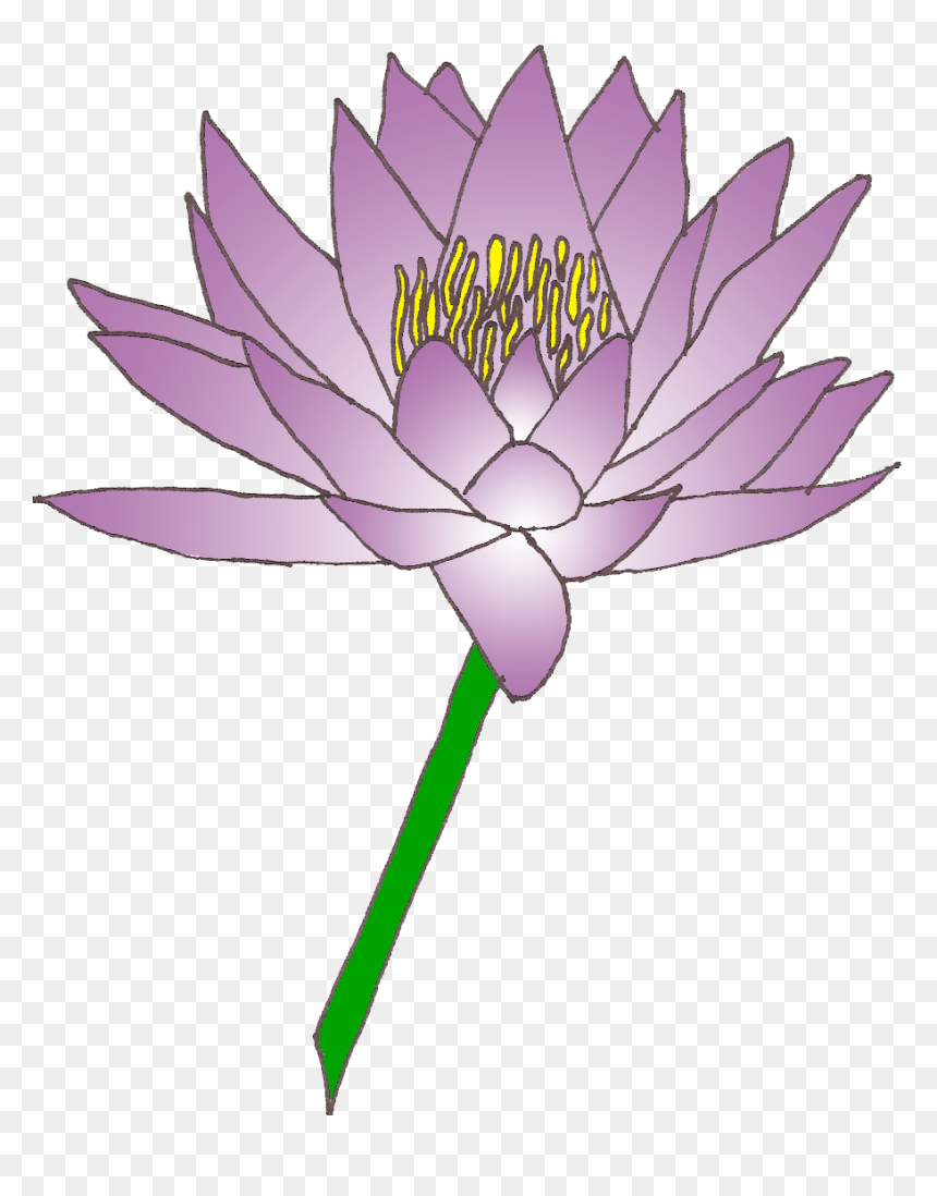 Clip Art Lily Flower , Png Download - Clip Art, Transparent Png - lily flower png