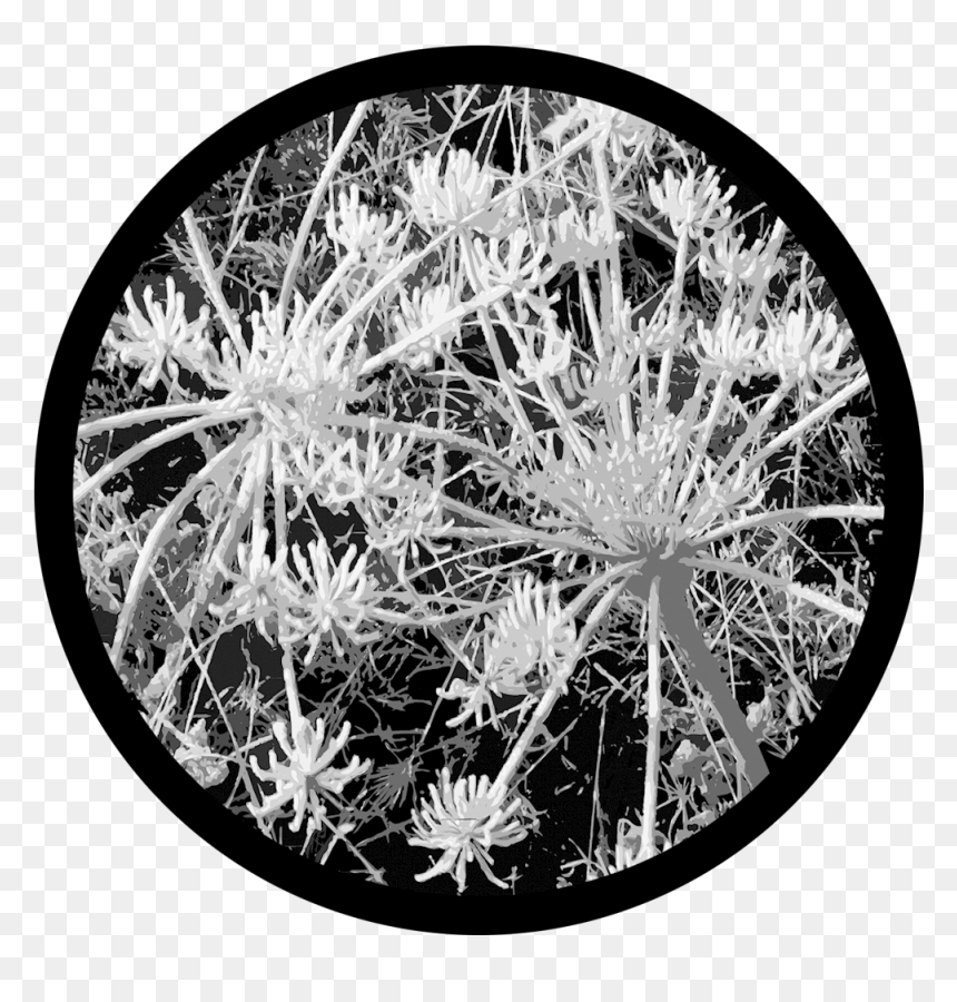 Transparent Frost Texture Png - Flower, Png Download - frost texture png