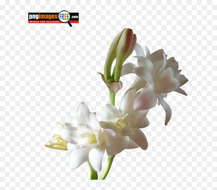 Rajanigandha Flower Png - My Only Sunshine Scentsy, Transparent Png - lily flower png