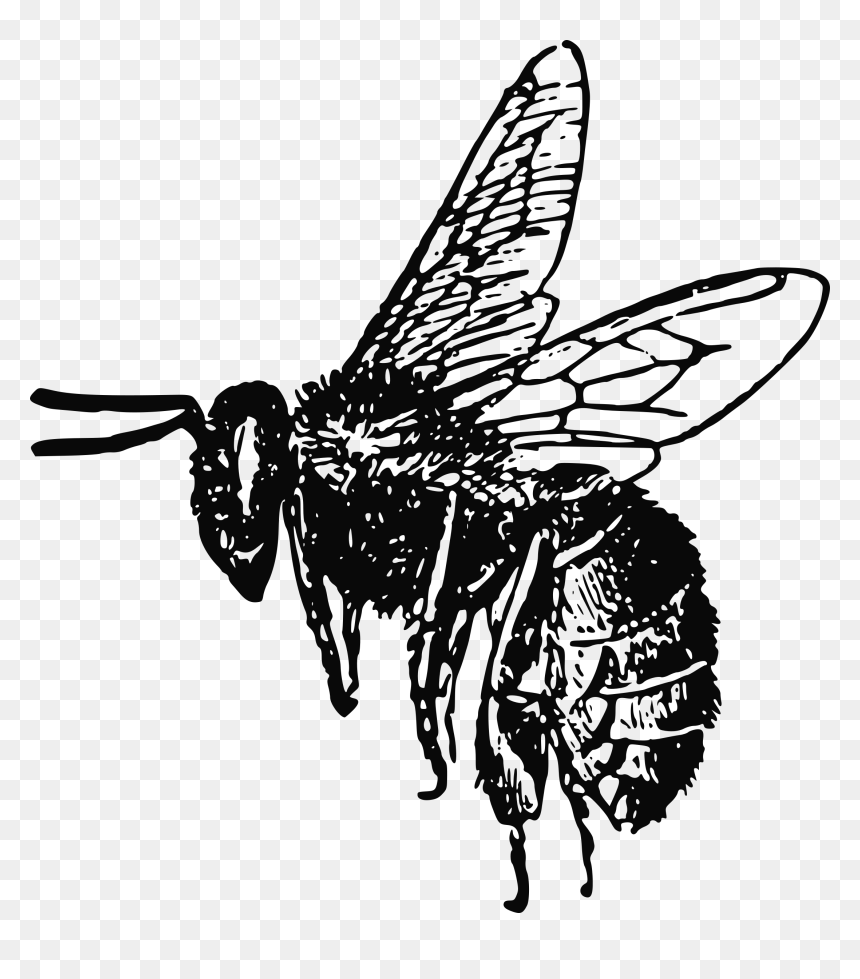 Realistic Bee Clipart Black And White, HD Png Download - realistic fairy wings png