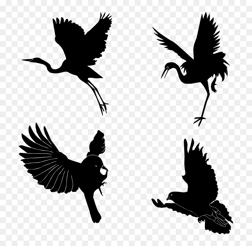 Silhouette,monochrome Photography,bird - Photography, HD Png Download - feather silhouette png