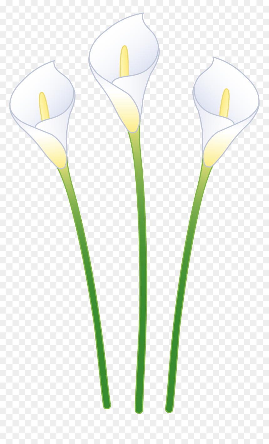 Picture Library Calla Lily Flower - Clip Art, HD Png Download - lily flower png