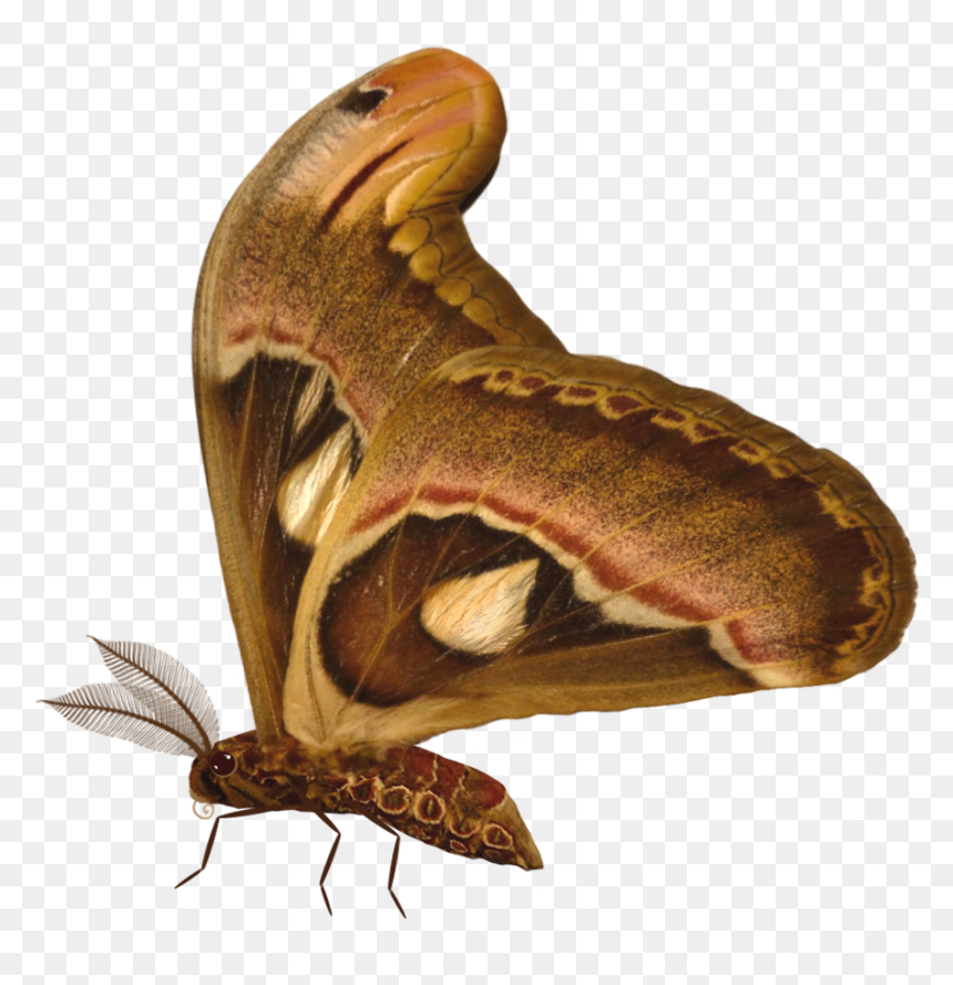 Butterfly, HD Png Download - realistic fairy wings png