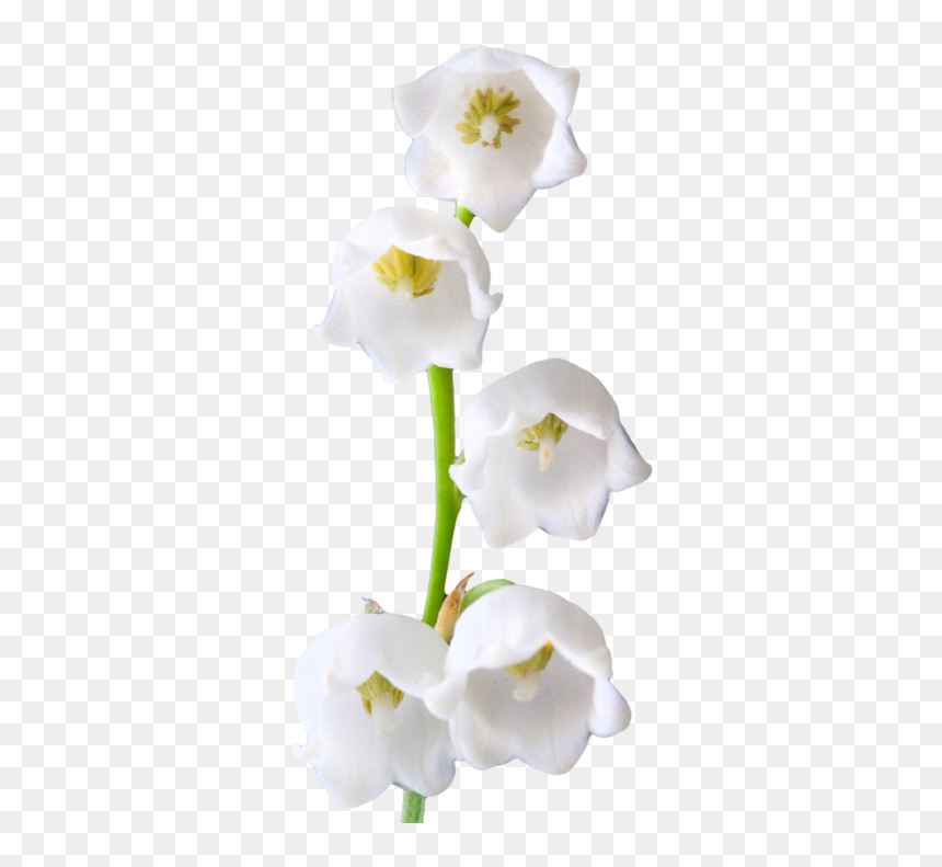 Lily Of The Valley Png Photos - Lily Of The Valley Png, Transparent Png - lily flower png