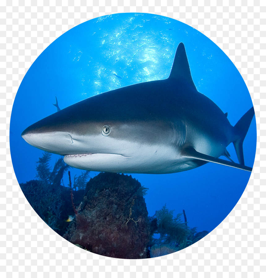 Hungry Shark World Evolution All Skins, HD Png Download - shark fin png