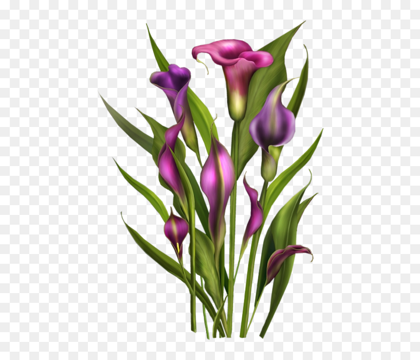 Tubes Fleurs / Bouquets Spring Flowers, Calla Lily, - Purple Lilly Flowers Png, Transparent Png - lily flower png
