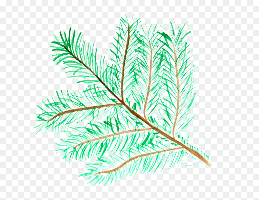 Watercolor Painting, HD Png Download - pine branch png