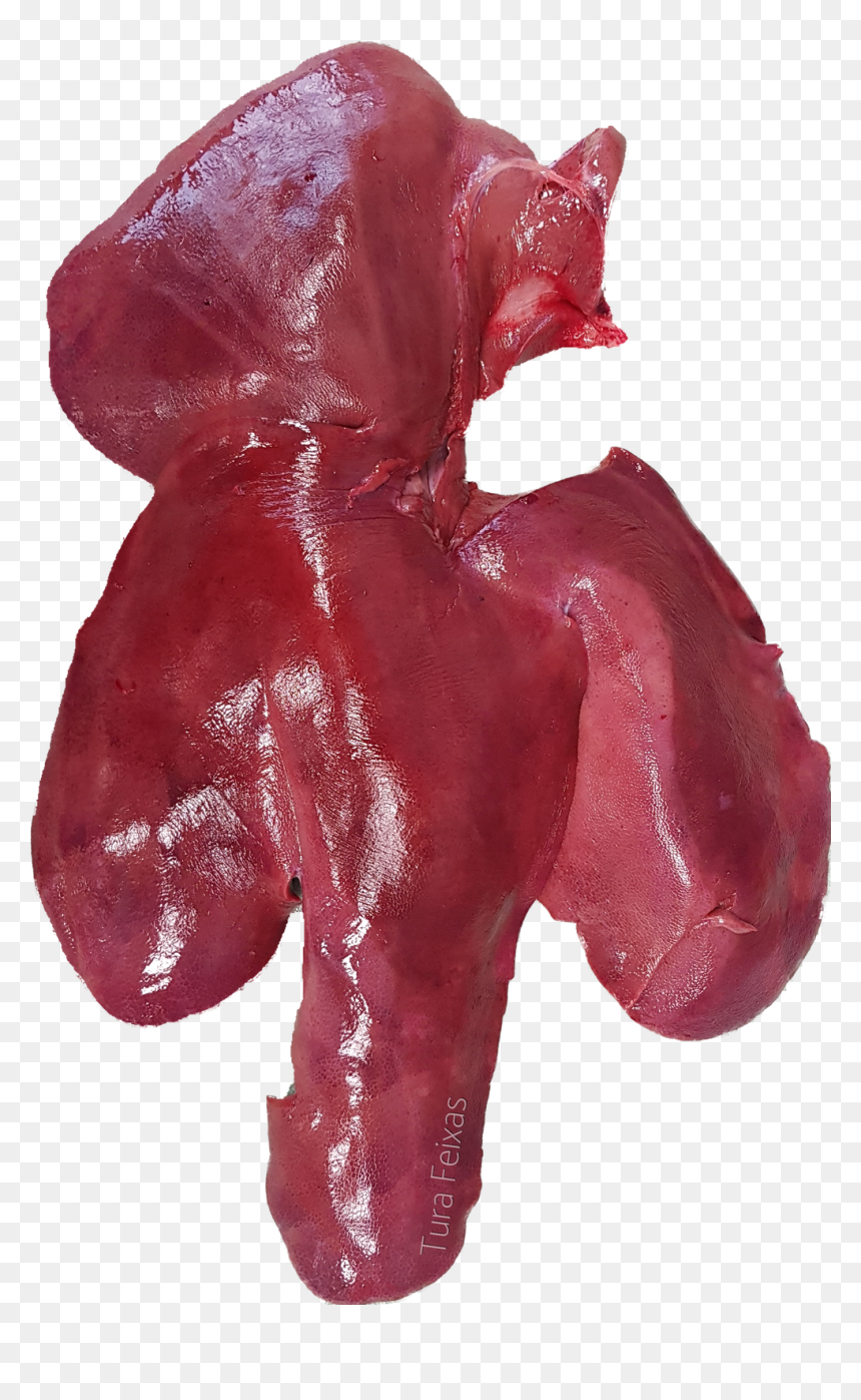 Liver , Png Download - Liver, Transparent Png - liver png