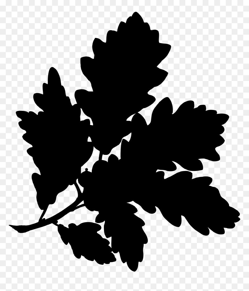 Sessile Oak Clip Arts - Quercus Alba Botanical Illustration, HD Png Download - oak tree silhouette png