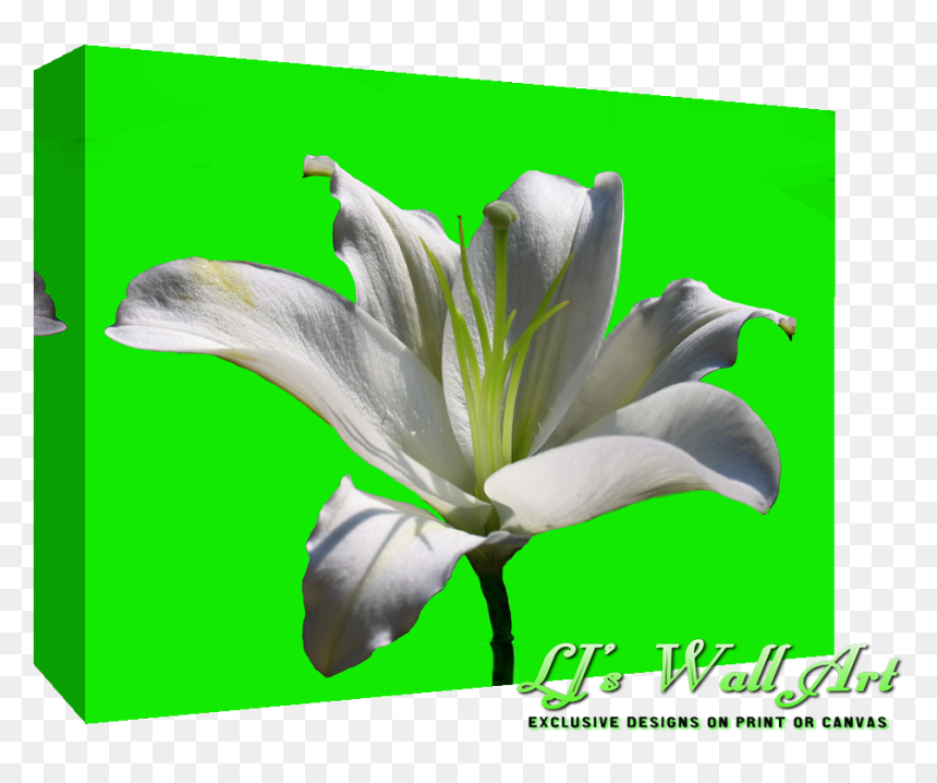 White Lily Flower , Png Download - White Lily Flower, Transparent Png - lily flower png