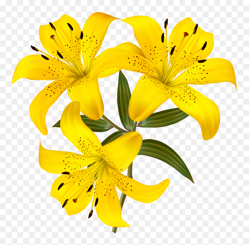 Yellow Lily Flower Clipart, HD Png Download - easter lily png