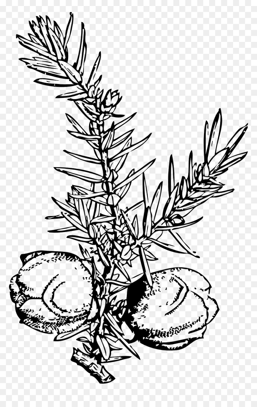 Juniper Berry Drawing Png, Transparent Png - pine branch png