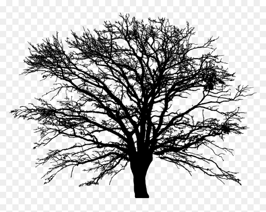Thumb Image - Art Tree Vector Png, Transparent Png - oak tree silhouette png