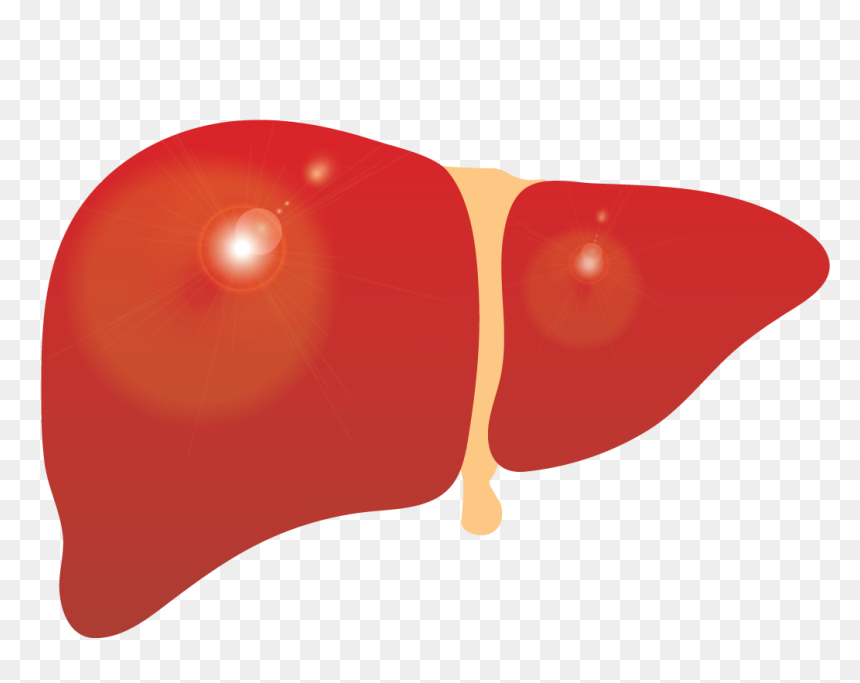 Liver Clipart Cirrhosis - Liver Clipart, HD Png Download - liver png