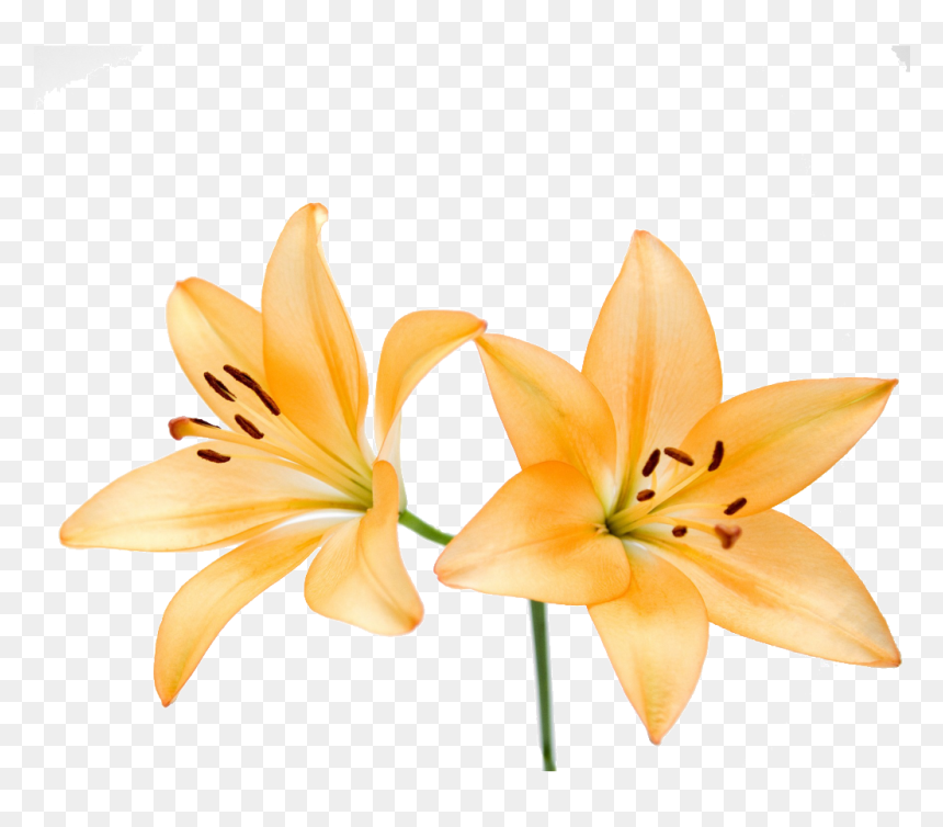 Free Illustration Lily Flower - Lily, HD Png Download - lily flower png