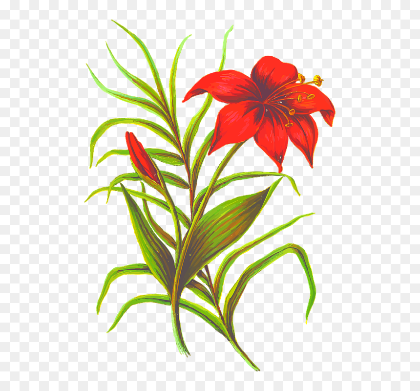 Flower Images With Leaves, HD Png Download - lily flower png