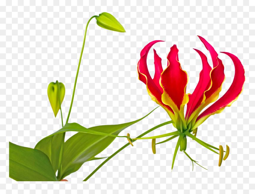 Flame Lily Flower Pictures Clip Art, HD Png Download - lily flower png