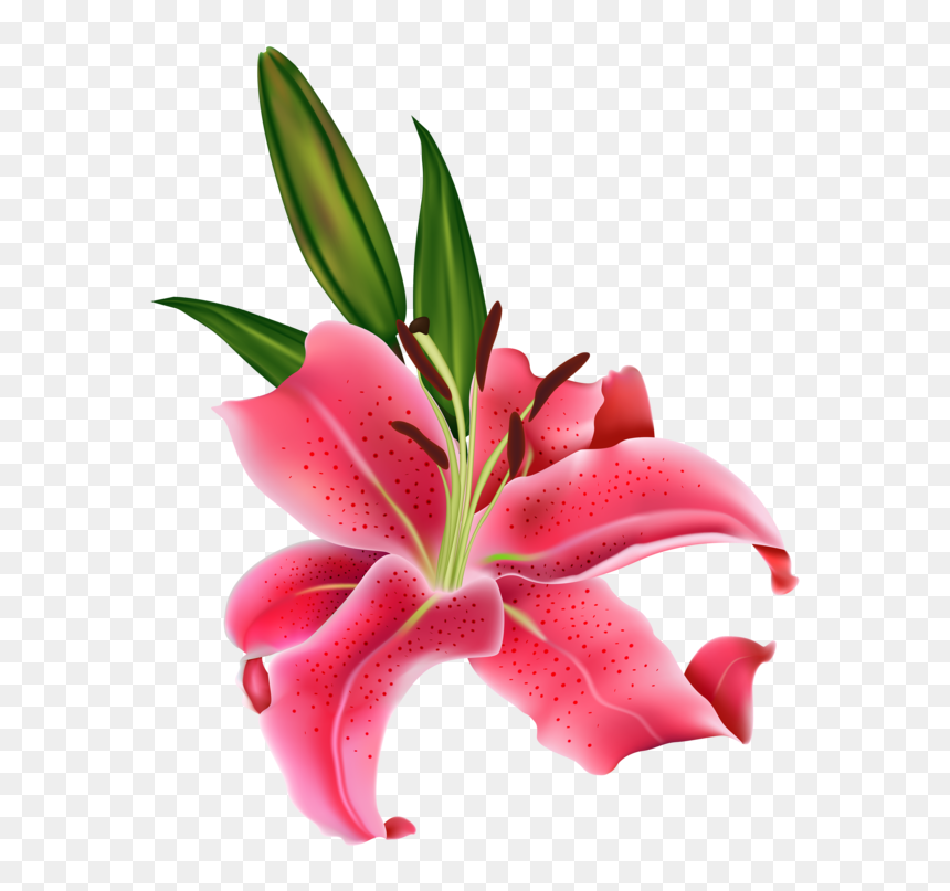Transparent Tiger Lily Easter Lily Arumlily Plant Flora - Stargazer Lily, HD Png Download - easter lily png