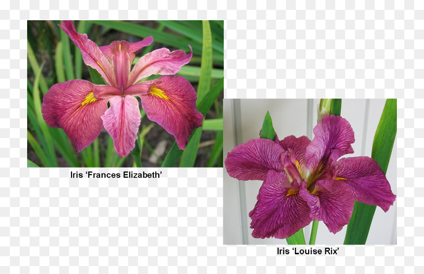 Transparent Iris Flower Png - Lily, Png Download - lily flower png