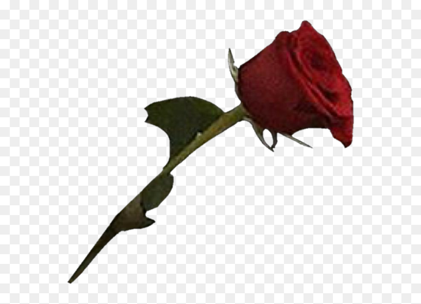 Rose Blood Png Hd, Transparent Png - tumblr flower png