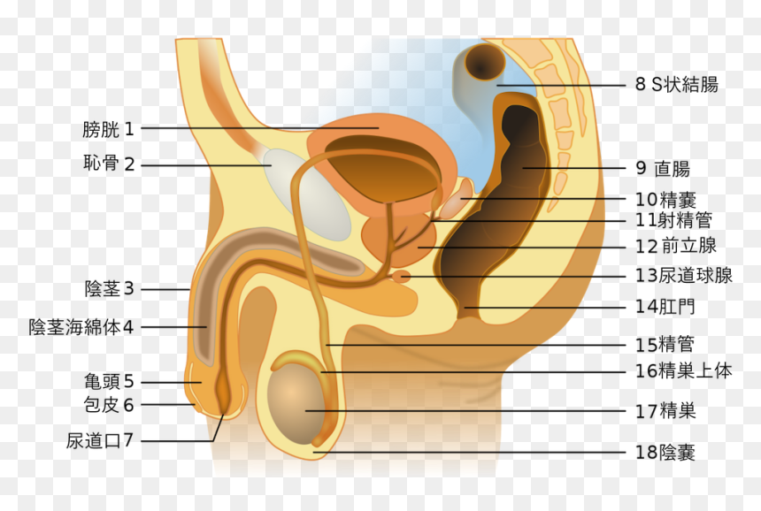 Male Anatomy Japanese - Male Reproductive System Unlabeled, HD Png Download - japanese text png