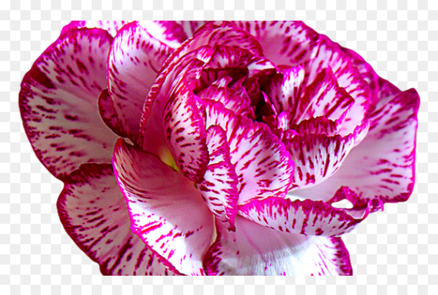 Transparent Flowers Tumblr - Portable Network Graphics, HD Png Download - tumblr flower png