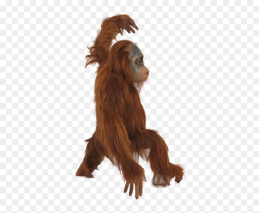 Orangutan Acrobatics Engaged In Short Photo - Orangutan Png, Transparent Png - realistic fairy wings png