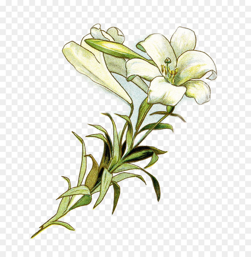 Easter Lily Free Clipart , Png Download - Easter Lily Free Clipart, Transparent Png - easter lily png