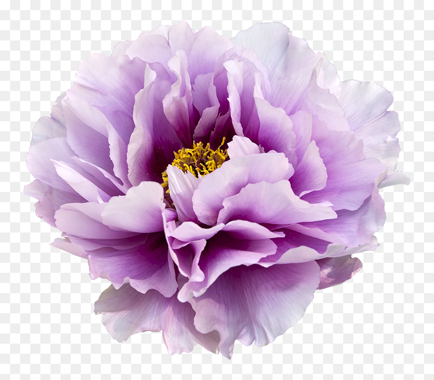 Free Purple Flower Transparent Background, Download, HD Png Download - tumblr flower png