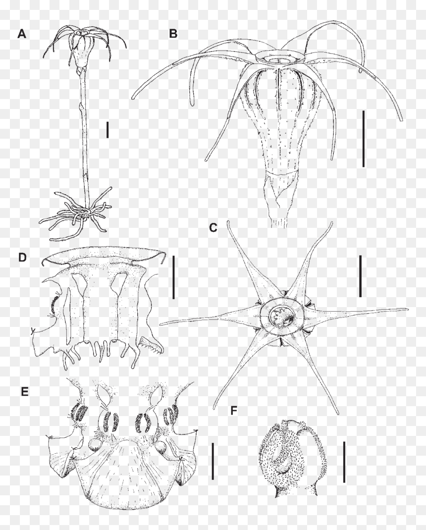 Sketch, HD Png Download - flower top view png