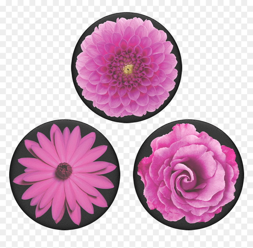 Dahlia, HD Png Download - flower top view png