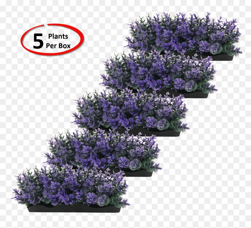 Wisteria, HD Png Download - flower top view png