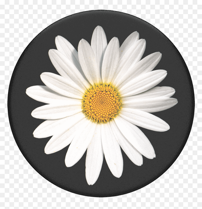 White Daisy Popsocket, HD Png Download - flower top view png