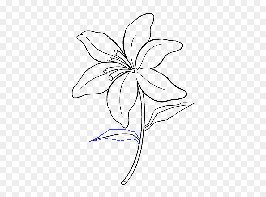 Sketch Of Lily Flower, HD Png Download - flower top view png