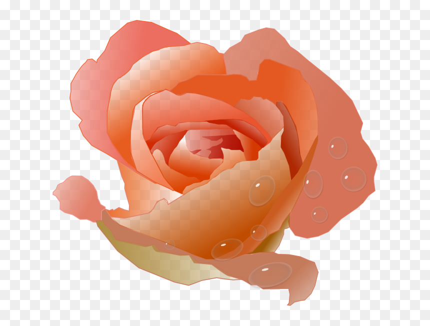 Coral Rose Clip Art, HD Png Download - single flowers png