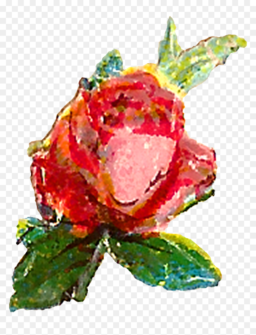 Garden Roses, HD Png Download - single flowers png
