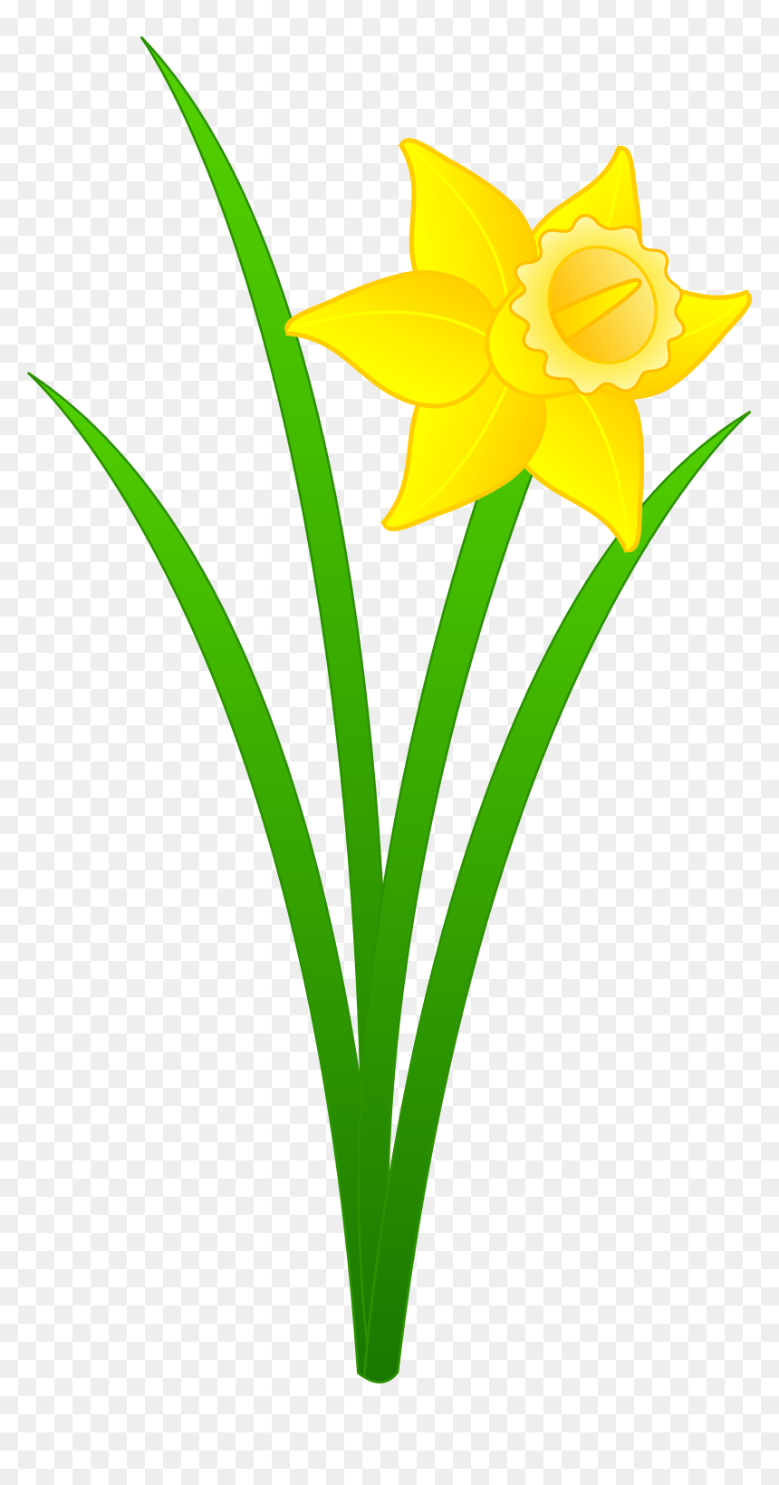 Daffodil Clipart, HD Png Download - single flowers png