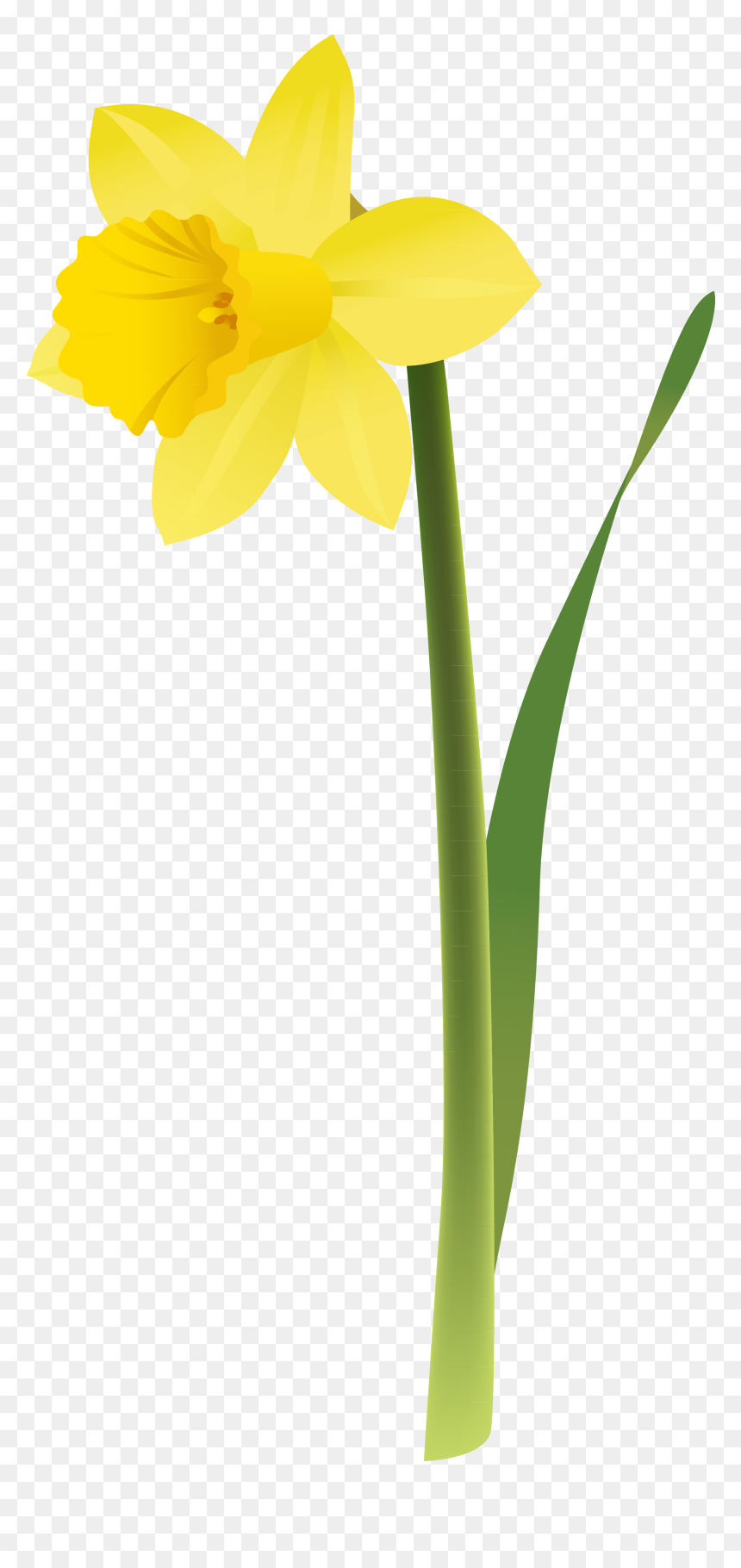 Daffodil, HD Png Download - single flowers png