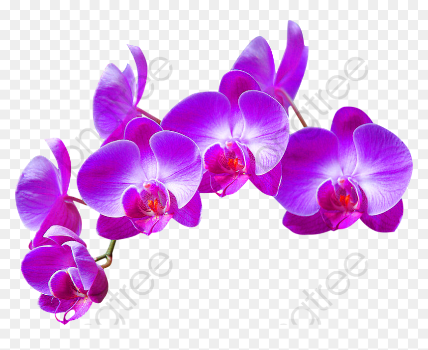 Purple Phalaenopsis Png, Transparent Png - single flowers png