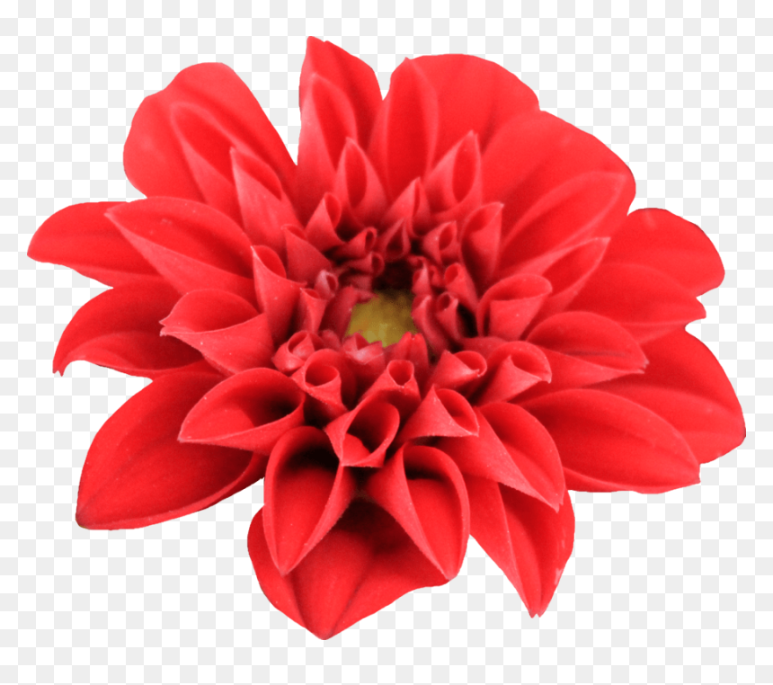 Flower Png, Transparent Png - dahlia flower png