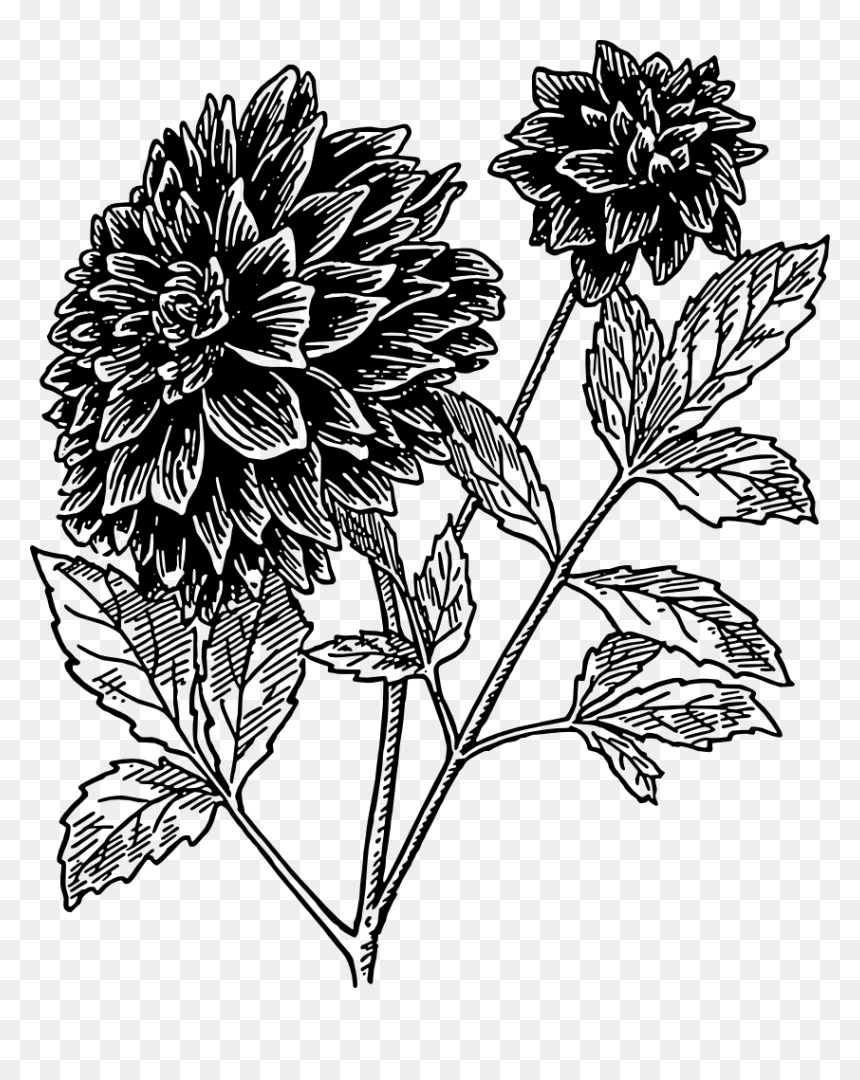 Dahlia Flower Clipart Black And White, HD Png Download - dahlia flower png
