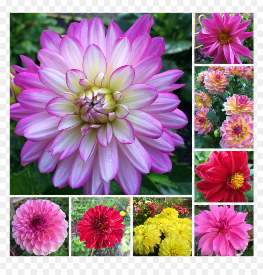 Dahlia, HD Png Download - dahlia flower png