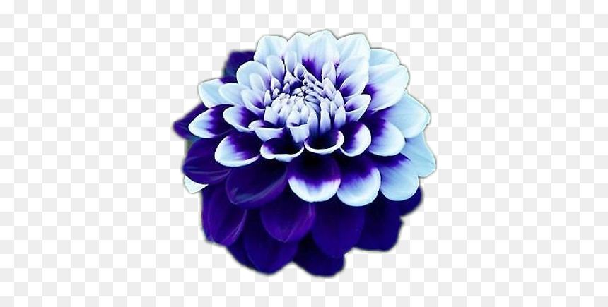 Dahlia Flowers, HD Png Download - dahlia flower png