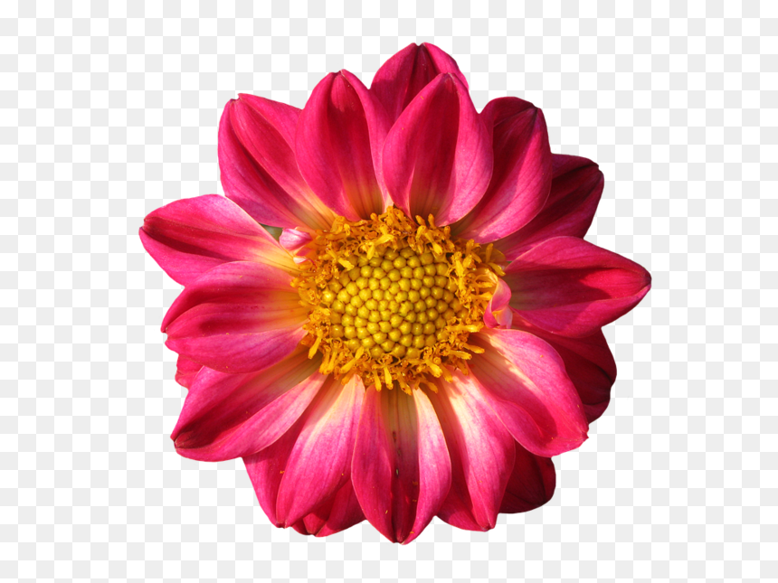Png Images Of Dahlia Flowers, Transparent Png - dahlia flower png
