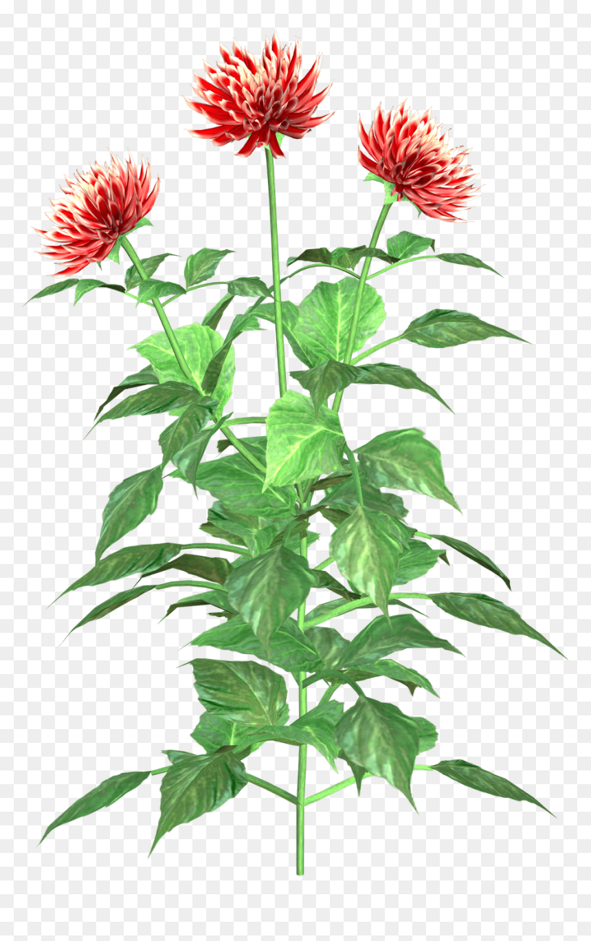 Dahlia Plant Clipart, HD Png Download - dahlia flower png