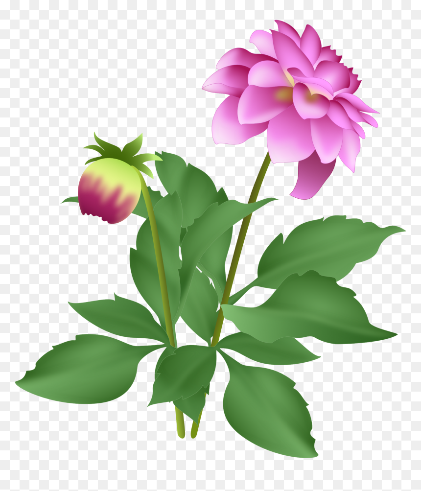 Common Peony, HD Png Download - dahlia flower png