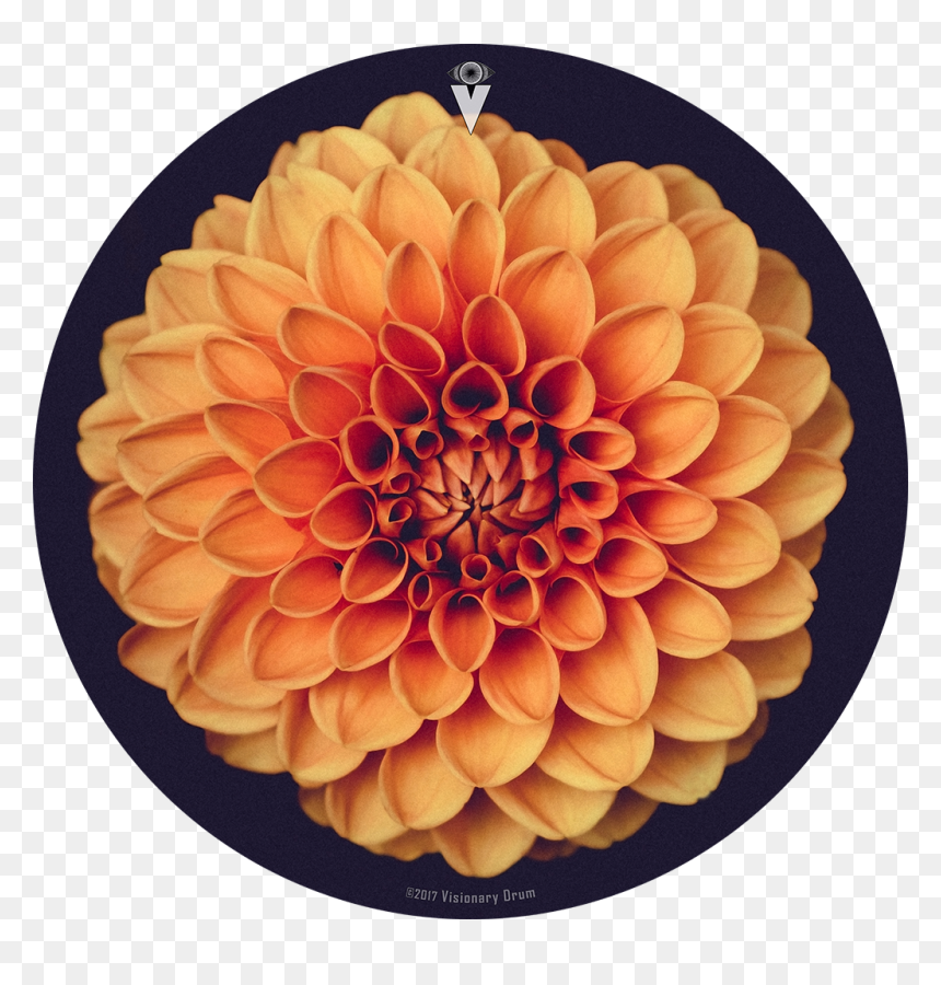Dahlia Flower Png, Transparent Png - dahlia flower png